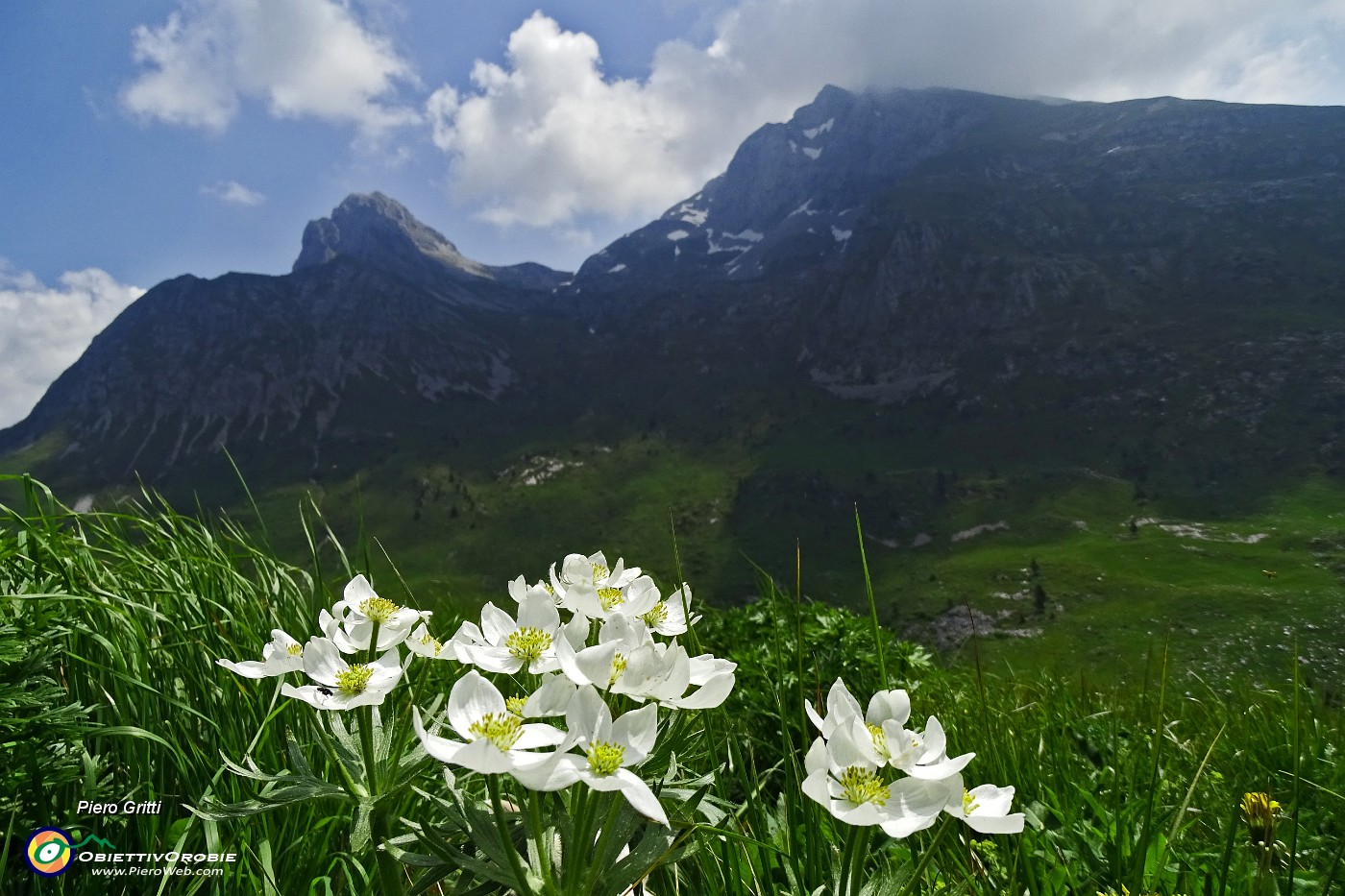 42 Anemone narcissino (Anemonastrum narcissiflorum) con Arera e Corna Piana.JPG -                                